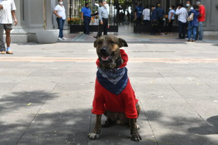 Fallece Zeus, el perro rescatado que protegió al Municipio de Guayaquil