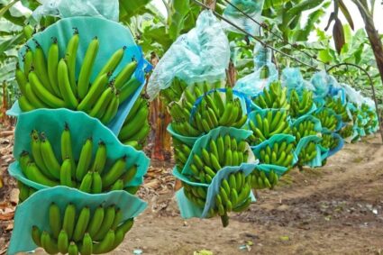 Se Establece Nuevo Precio Mínimo para la Caja de Banano Ecuatoriano 2025: $0,40 más frente a 2024.