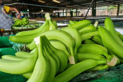 Banano deshidratado ecuatoriano inicia reapertura histórica del mercado brasileño
