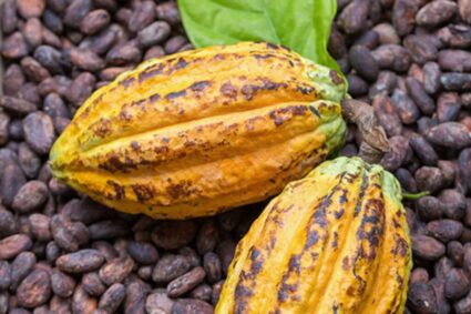 Renace el debate mundial: ¿Dónde se domesticó primero el cacao?