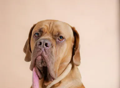 Ozzy, el perro de Oklahoma, rompe el récord mundial con la lengua más larga: ¡casi 20 cm de pura ternura!